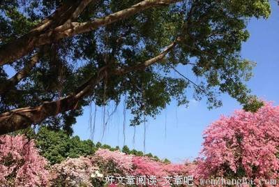 表白墙 | 我已经不打算喜欢你了
