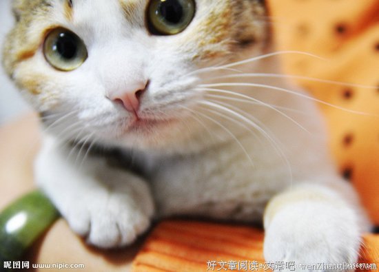 你可不可以 做我的猫
