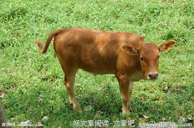 关于酸甜苦辣的座右铭