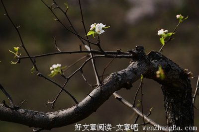 老树 ｜ 新年说的话