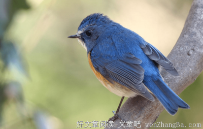 青鸟经典读后感10篇