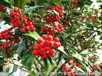 越坚强的人，心里伤越深