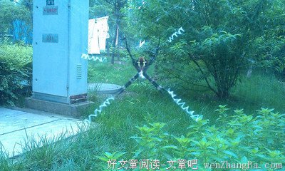 最全的蜘蛛经典句子