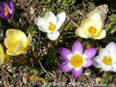 最经典的《成道之路》经典的句子大全