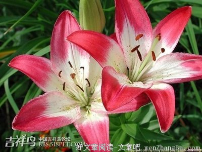4只吉祥鸟选一个，1秒测出2018年的运势，顺利一整年！