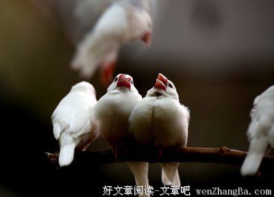 我是小鸟