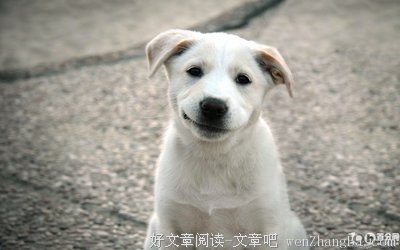 【剖析】人在做，“狗”在看！