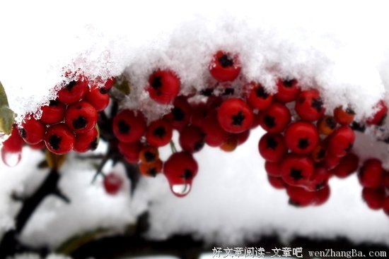 鹅毛大雪的语句摘抄_关于鹅毛大雪的语句