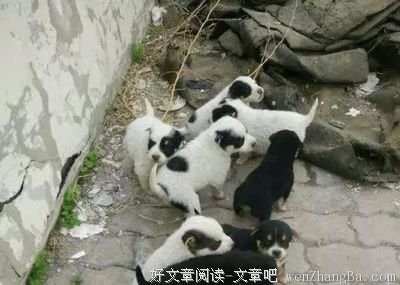 三步法教你把男朋友宠成小奶狗