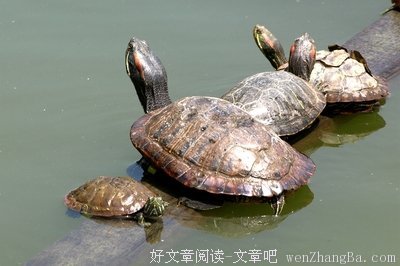 财迷小丫