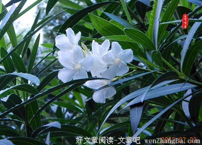 《白色夹竹桃》的观后感10篇