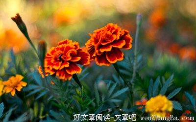 关于夕阳西下名言名句