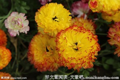 最近的花毛茛好棒哦！