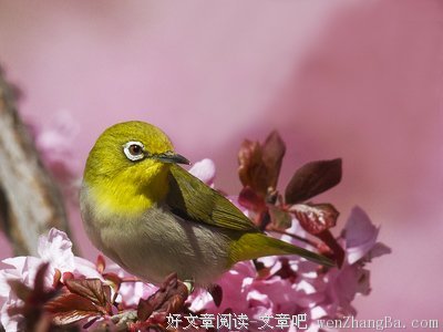 《疯狂动物城》语录摘抄大全