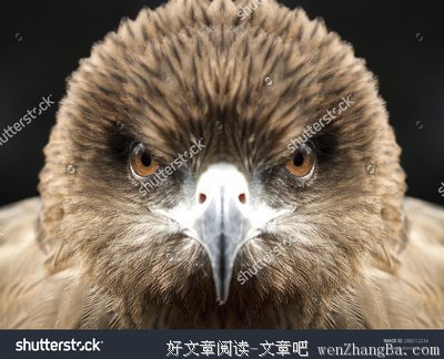《风筝》：黑夜给了我黑色的眼睛，也给了我黑色的幽默