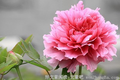 酒入愁肠，应易醉？