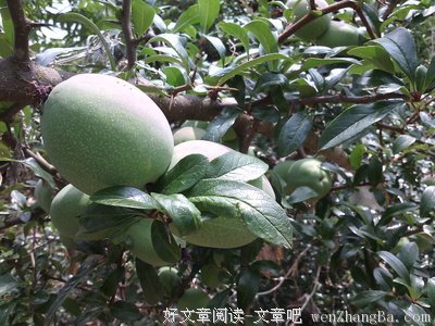 最经典的投我木瓜15句经典名言