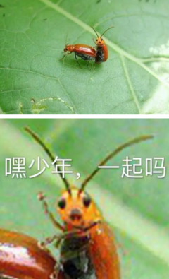 大S：高度自律是一种什么样的体验？