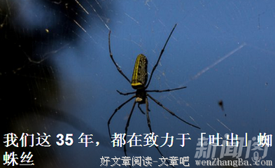 2017蜘蛛经典名句