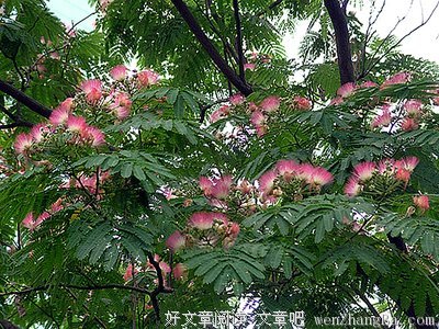 合欢花开