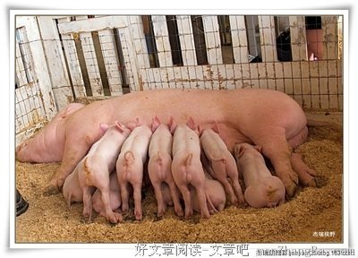 2017契诃夫的名言名句