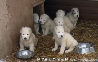 “丢狗半个月，我找回了爱犬的尸体。”