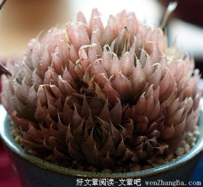 真正的冬天要来了，愿所有肉友们的肉肉稳过寒冬、绽放美丽！