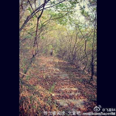 落木无边读后感10篇