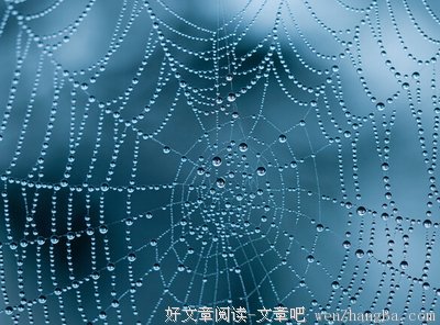 《蜘蛛的策略》经典观后感10篇