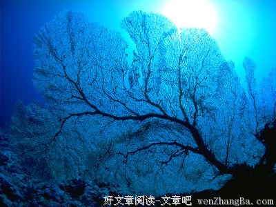 描写高中时的语句摘抄