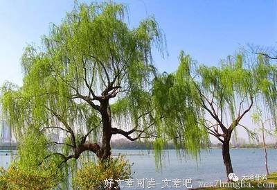 描写月魂翼的语句摘抄