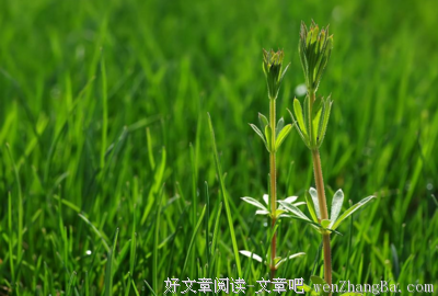 关于春色满园名言名句