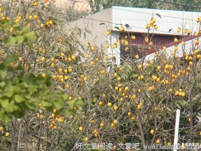 打电话引来的故事