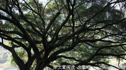 关于罗西的格言