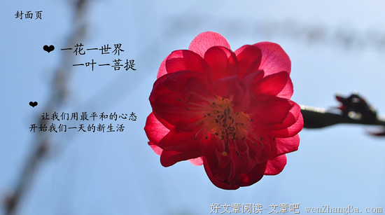 【菩提一叶】葛繁