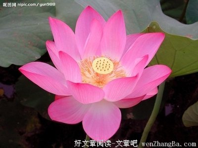 15条关于清心的经典语句