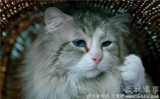 人穷命贱不如狗