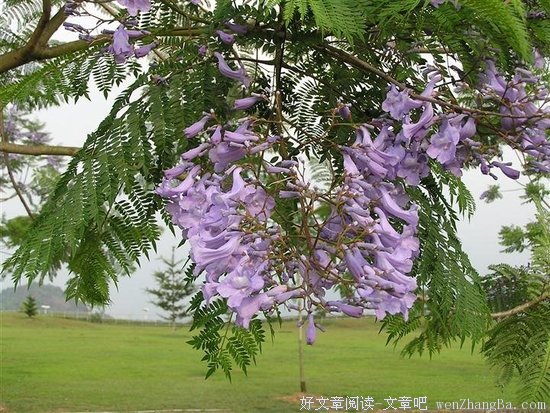 遍地开花的句子