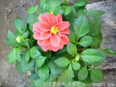 关于小猪名言名句