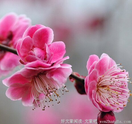 十二星座谁最容易有好桃花