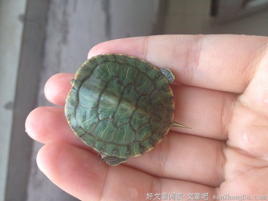 乌龟的华尔兹读后感10篇