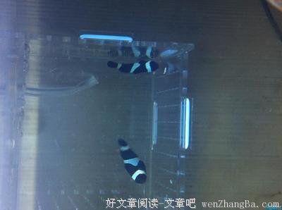 关于紧促的名言