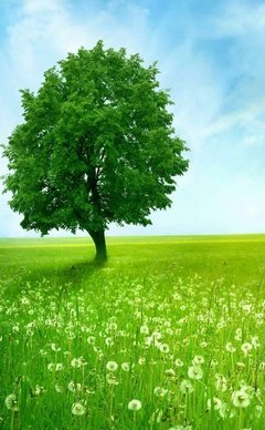 最全的《我们那年的梦想》小说摘抄