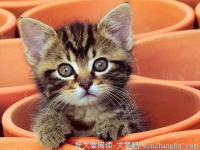 关于七嘴八舌的语句