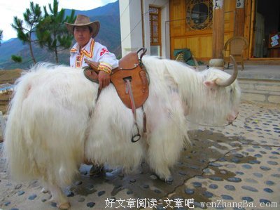 明天在丽江一起醒来读后感10篇