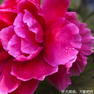 关于花开倾城的格言