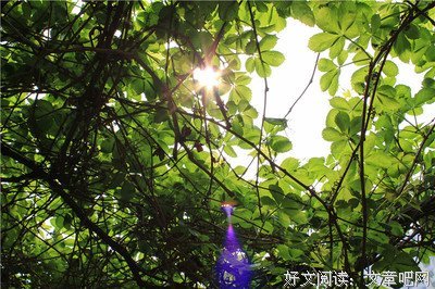临渊鱼儿经典句子