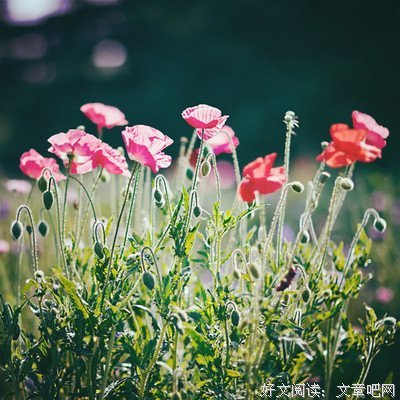有关有心无力的美文美句摘抄