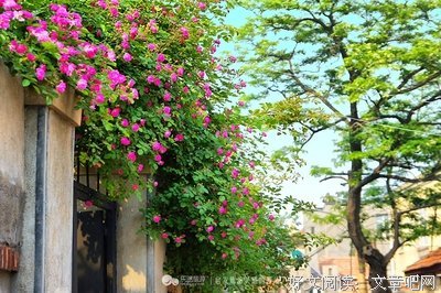 最全的《蔷薇岛屿》经典名句