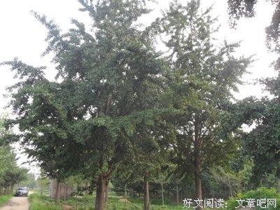 最全的马天成精彩语录